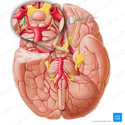 Artéria coroideia anterior (Arteria choroidea anterior); Imagem: Paul Kim