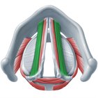 Thyroarytenoid muscle