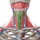 Larynx (Kehlkopf)