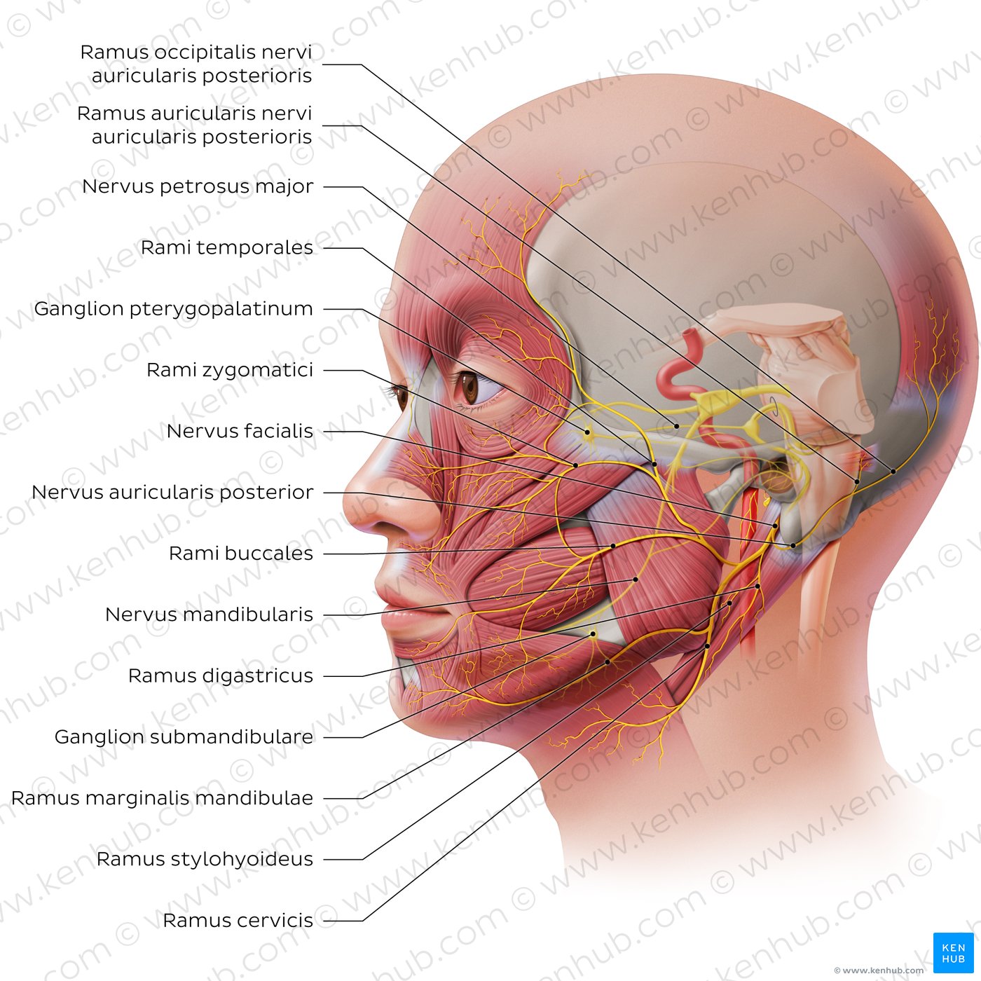 Facial nerve: extracranial branches
