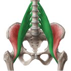 Músculo psoas mayor