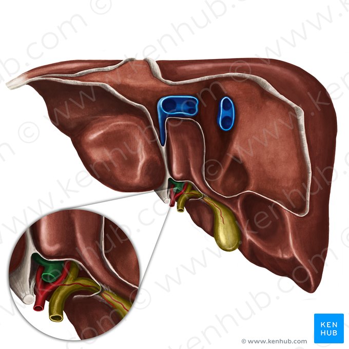 Veia porta hepática (Vena portae hepatis); Imagem: Irina Münstermann