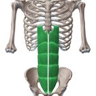 Musculus rectus abdominis