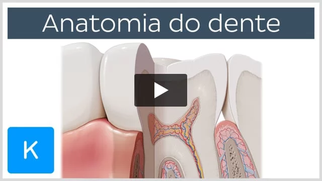 Anatomia do Dente e Mandíbula Inferior de um Jovem 6 Partes