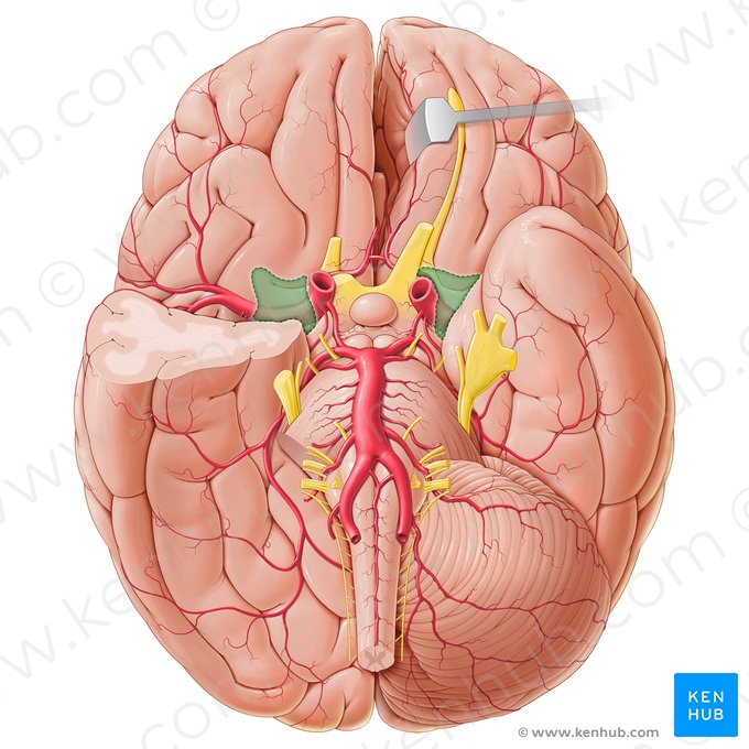 Cisterna da fossa lateral do cérebro (Cisterna fossae lateralis cerebri); Imagem: Paul Kim