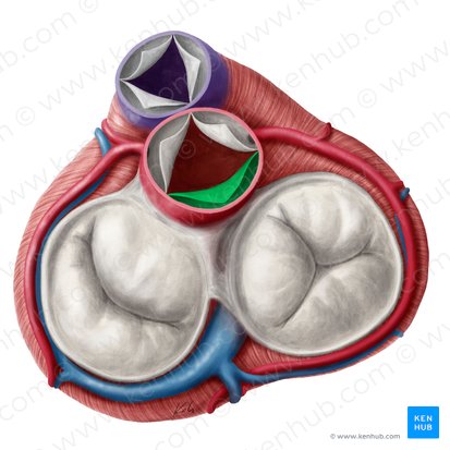 Valvula noncoronaria valvae aortae (Akoronare Tasche der Aortenklappe); Bild: Yousun Koh