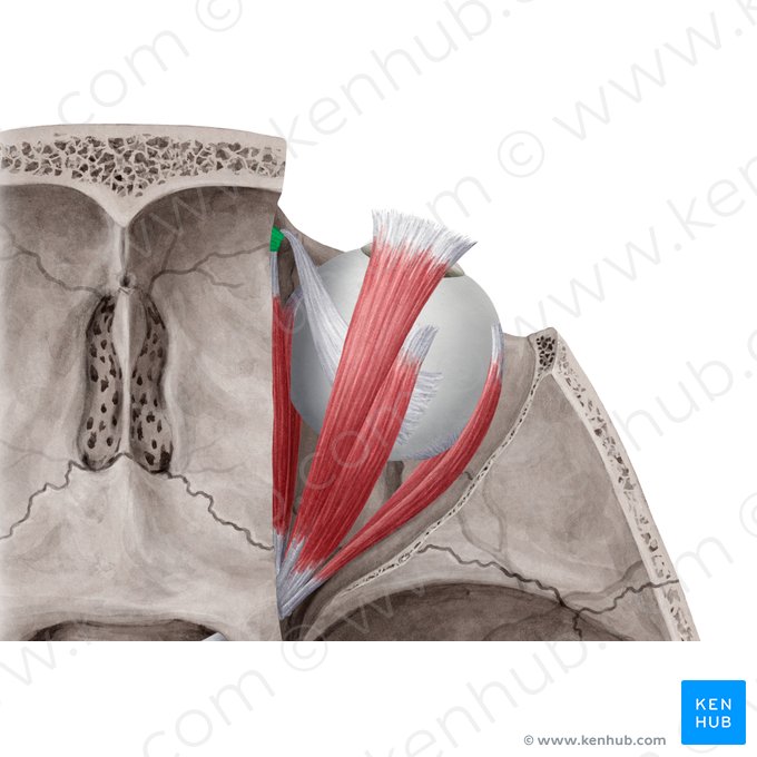 Tróclea do músculo oblíquo superior (Trochlea musculi obliqui superioris); Imagem: Yousun Koh