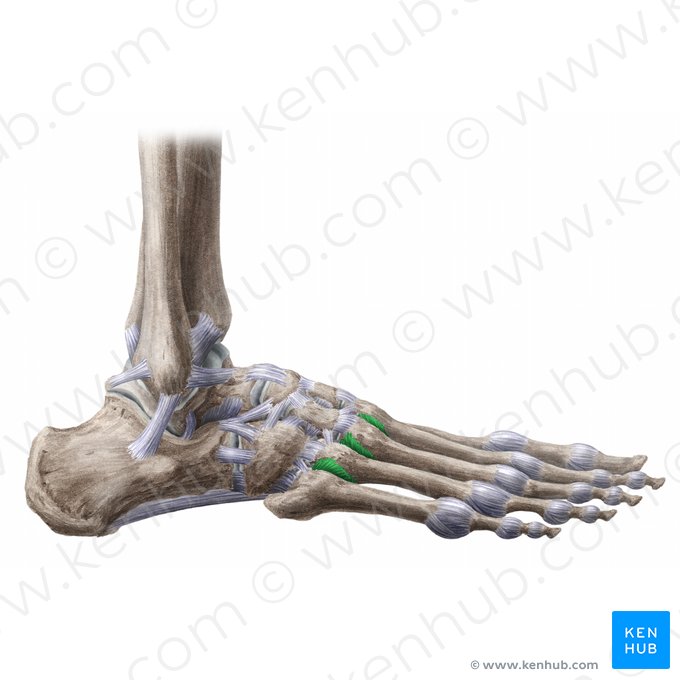 Ligamentos metatarsais dorsais (Ligamenta metatarsea dorsalia); Imagem: Liene Znotina