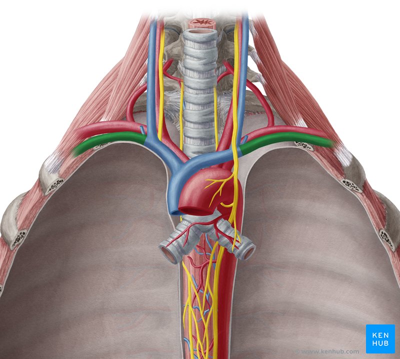 Subclavian vein - anterior view