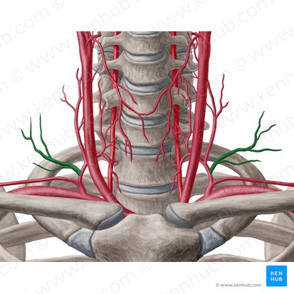 Arteria cervical transversa (Arteria transversa colli); Imagen: Yousun Koh