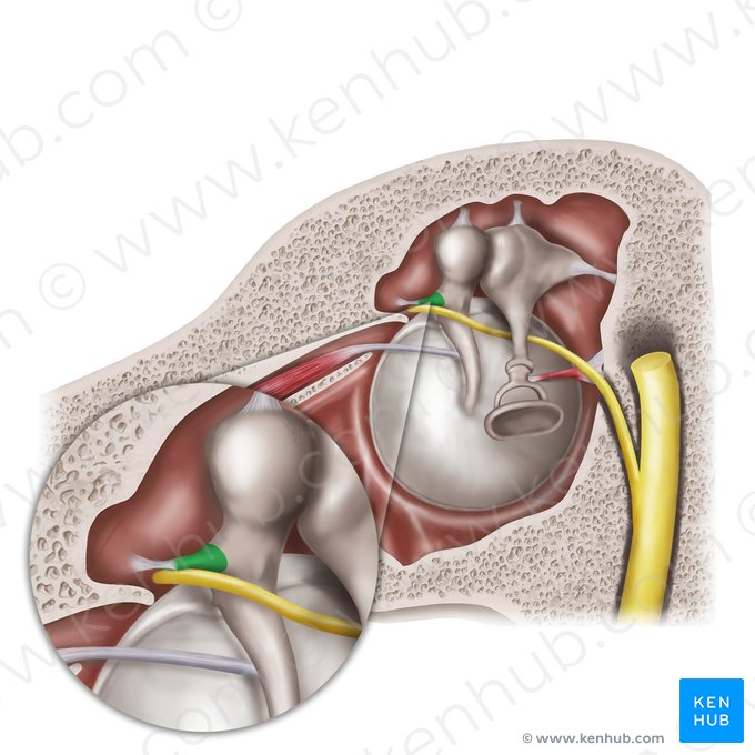 Proceso anterior del martillo (Processus anterior mallei); Imagen: Mao Miyamoto