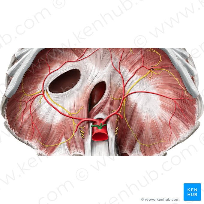 Tronco celíaco (Truncus coeliacus); Imagem: Stephan Winkler