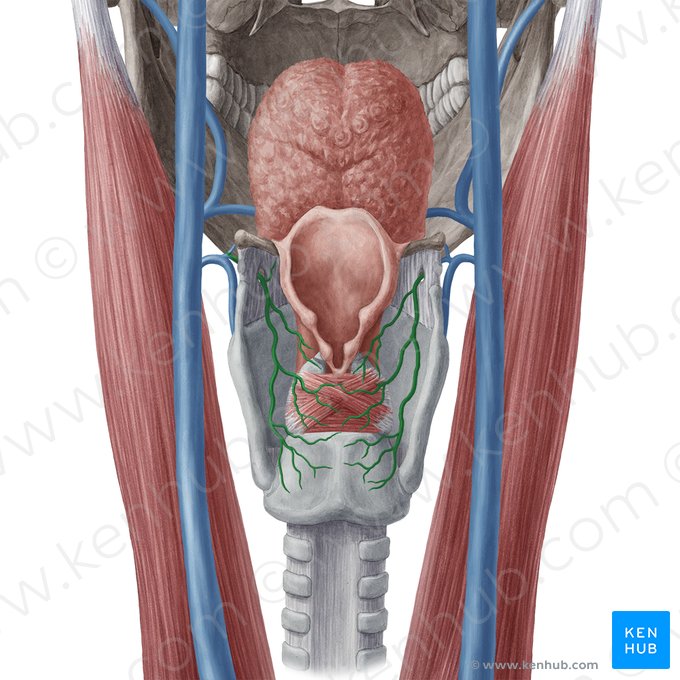 Vena laryngea superior (Obere Kehlkopfvene); Bild: Yousun Koh