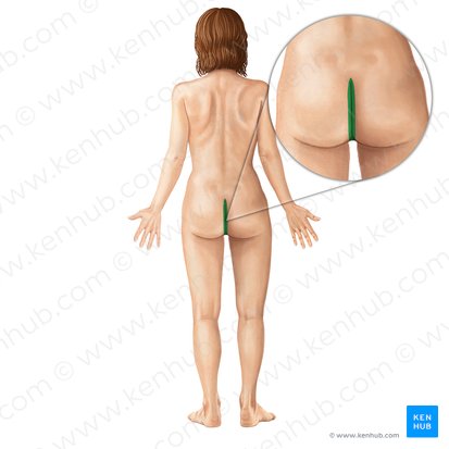 Intergluteal cleft (Crena interglutealis); Image: Irina Münstermann