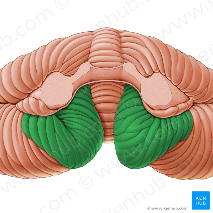 Tonsil of cerebellum (Tonsilla cerebelli); Image: Paul Kim