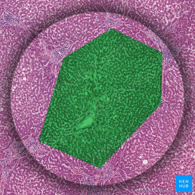 Lóbulo hepático (Lobulus hepatis); Imagen: 