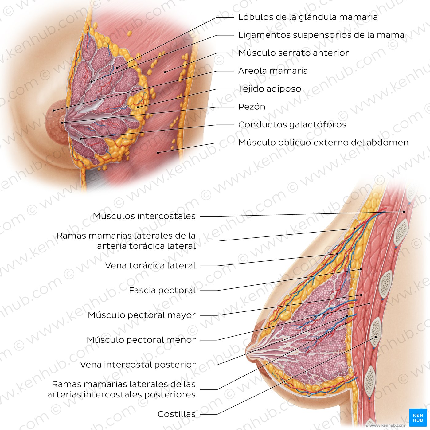 Anatomía de la mama femenina