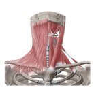 Músculos anteriores del cuello