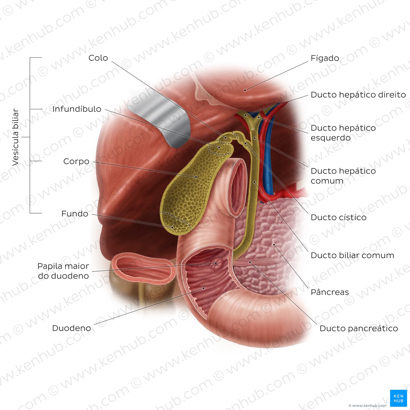 Anatomia do sistema biliar e localização da vesícula biliar - vista anterior