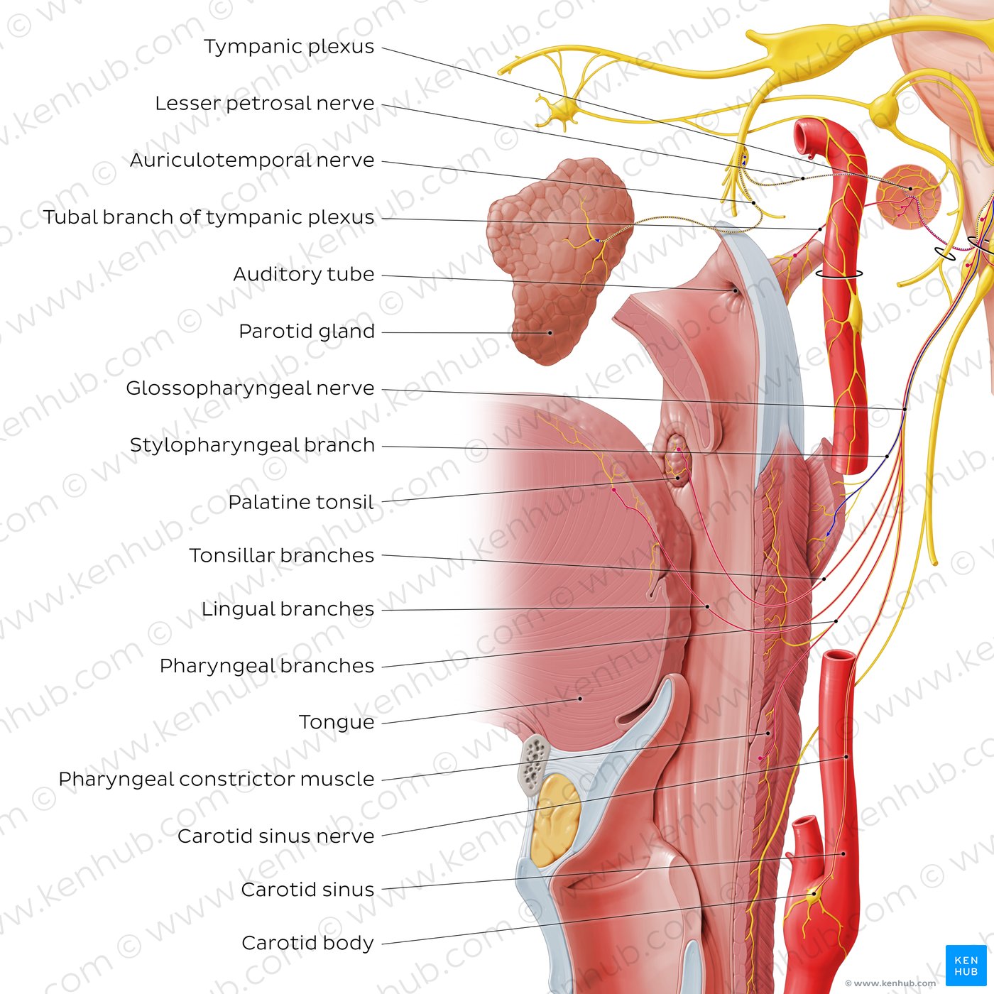 Glossopharyngeal nerve (distal branches)