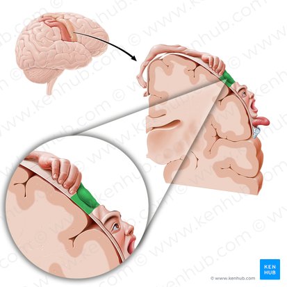 Córtex motor do polegar (Cortex motorius pollicis); Imagem: Paul Kim