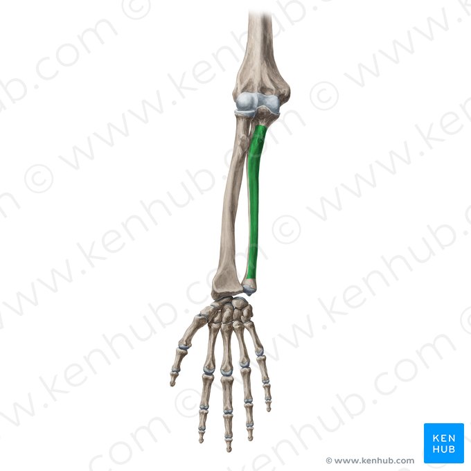 Cara anterior de la ulna (Facies anterior ulnae); Imagen: Yousun Koh