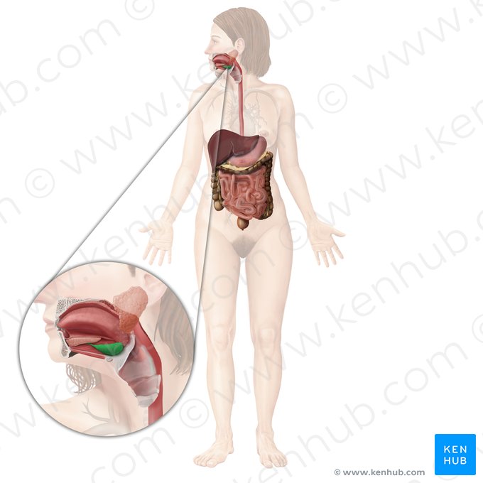 Glándula submandibular (Glandula submandibularis); Imagen: Begoña Rodriguez