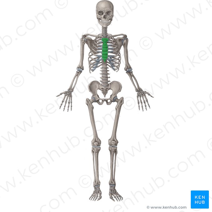 Sternum; Image: Irina Münstermann