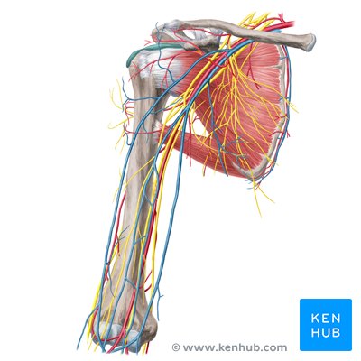 Vascularización e inervación del hombro y el brazo (diagrama)