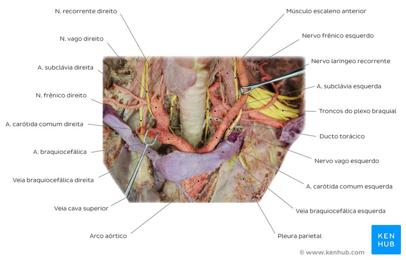 Neurovascularización del cuello y de la cavidad torácica superior: Observa la localización del conducto torácico. Durante una disección cadavérica, el conducto torácico se asemeja a una pequeña vena sin sangre. También es delgado y se desgarra con facilidad.