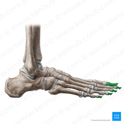 Distal phalanges of foot (Phalanges distales pedis); Image: Liene Znotina