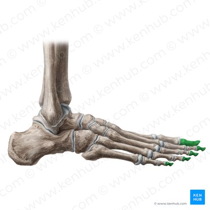 Falanges distales del pie (Phalanges distales pedis); Imagen: Liene Znotina