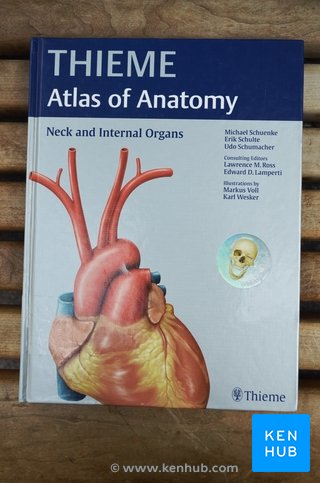 THIEME Neck & Internal organs