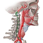 Vertebral artery