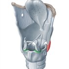 Cricoarytenoid and cricothyroid joints