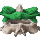Musculi suboccipitales