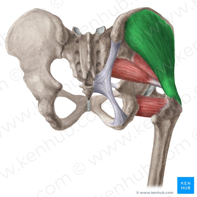 Muscle moyen glutéal (Musculus gluteus medius); Image : Liene Znotina