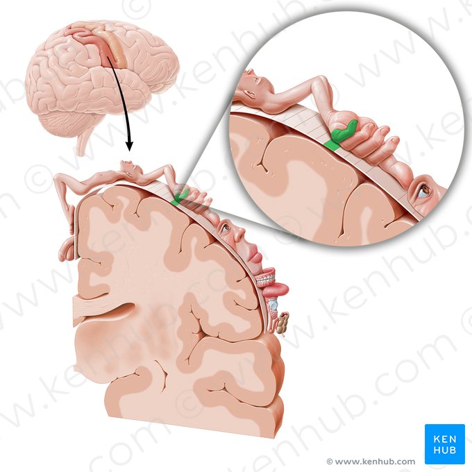 Córtex sensorial do dedo mínimo (Cortex sensorius digiti minimi manus); Imagem: Paul Kim