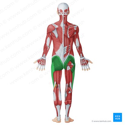Gluteal muscles (Musculi glutei); Image: Irina Münstermann