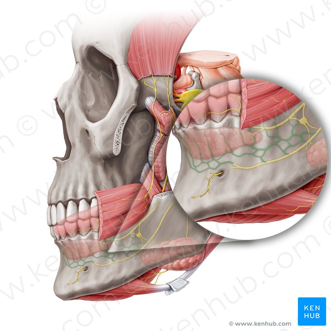 Inferior dental plexus (Plexus dentalis inferior); Image: Paul Kim