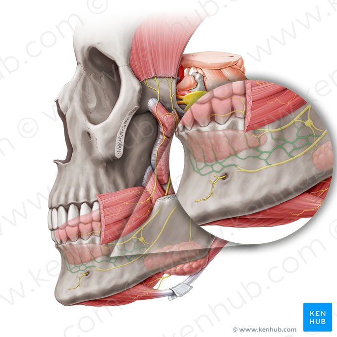 Plexo dental inferior (Plexus dentalis inferior); Imagem: Paul Kim