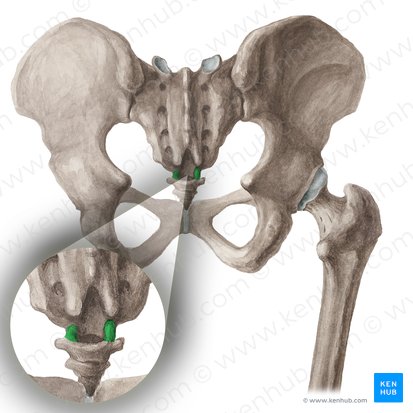 Corno coccígeo (Cornu coccygeum); Imagem: Liene Znotina