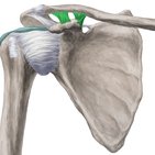 Joints and ligaments of the upper limb