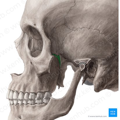 Pterygopalatine fossa (Fossa pterygopalatina); Image: Yousun Koh