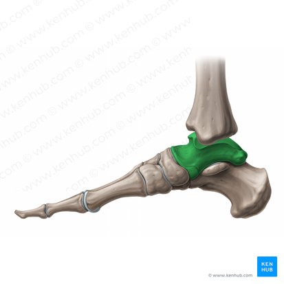 Ansøgning maling kande Ankle joint: Anatomy, bones, ligaments and movements | Kenhub