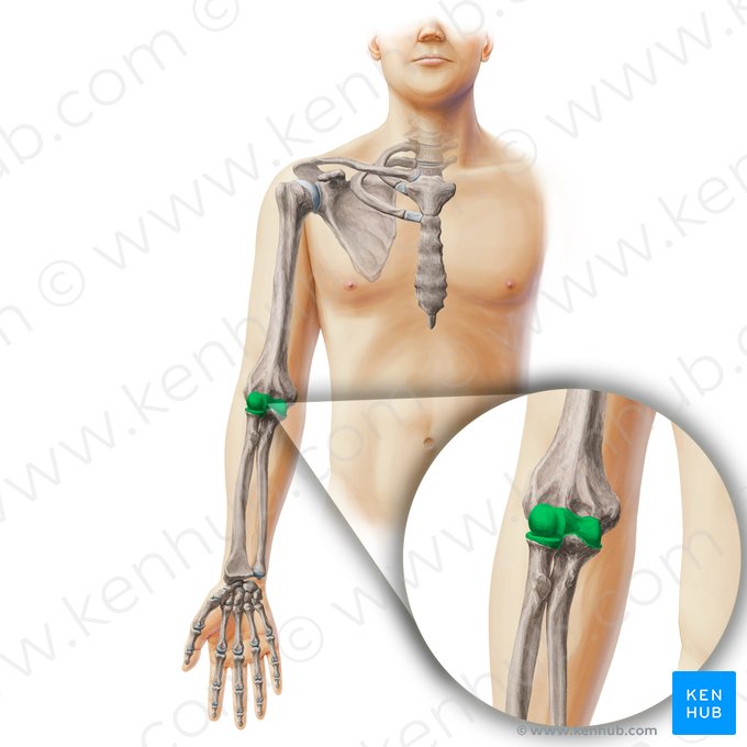 Elbow joint (Articulatio cubiti); Image: Paul Kim