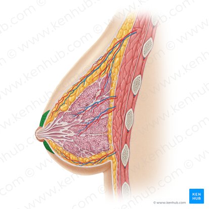 Aréola (Areola); Imagem: Samantha Zimmerman