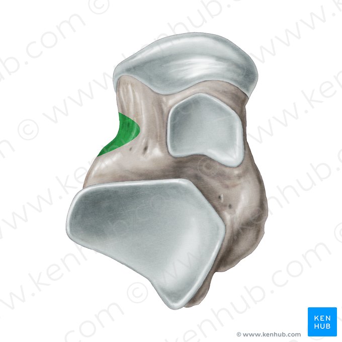 Sinus du tarse (Sinus tarsi calcanei); Image : Samantha Zimmerman