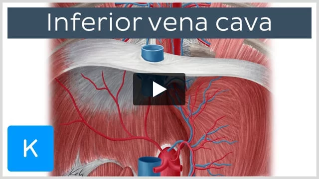 Vena Tissue Cover