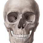 Development of the skull